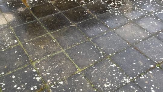 Fliser på terrasse med algebelægninger før rensning