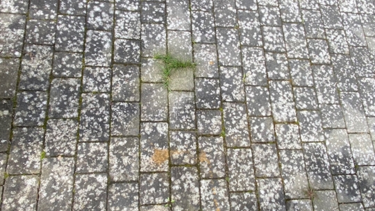 Terrassefliser før fliserens med alger og flisepest