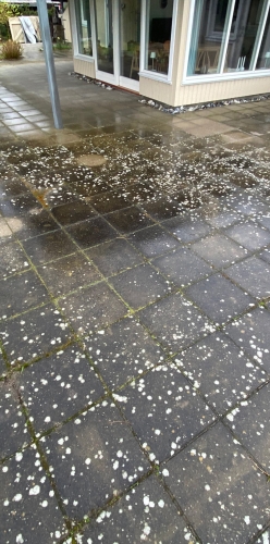 Fliser på terrasse med algebelægninger før rensning