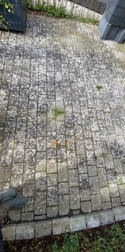 Terrassefliser før fliserens med alger og flisepest